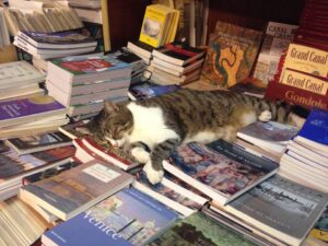 Libreria Acqua Alta cat sleeping on the books