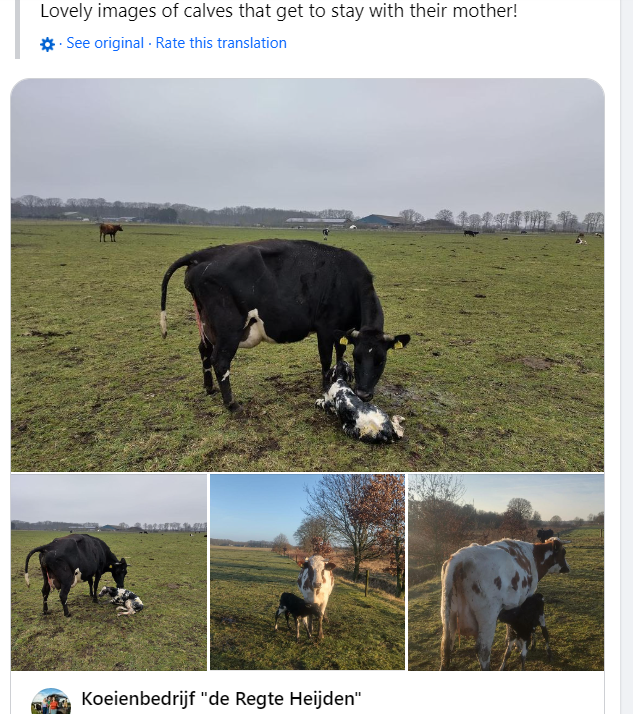 Eyes on Animals calfs