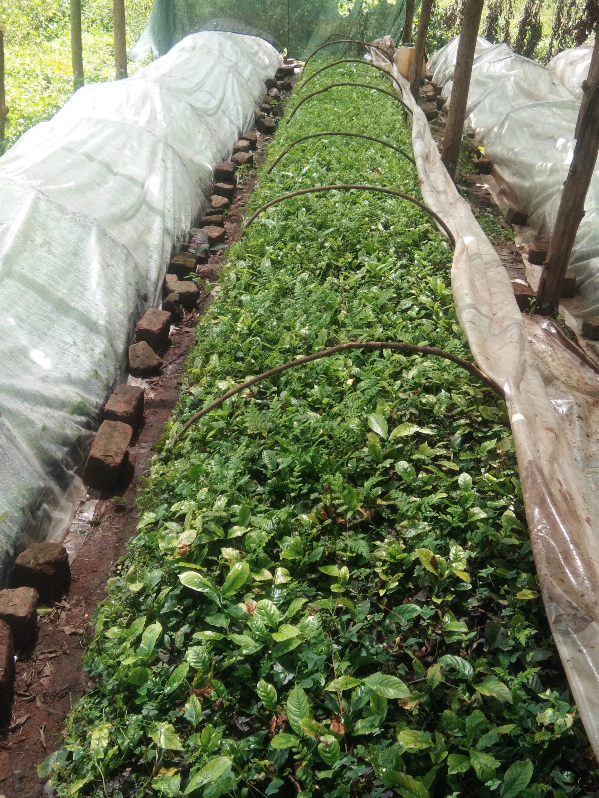 BAMUNAANIKA Projects - school farming community, Mityana