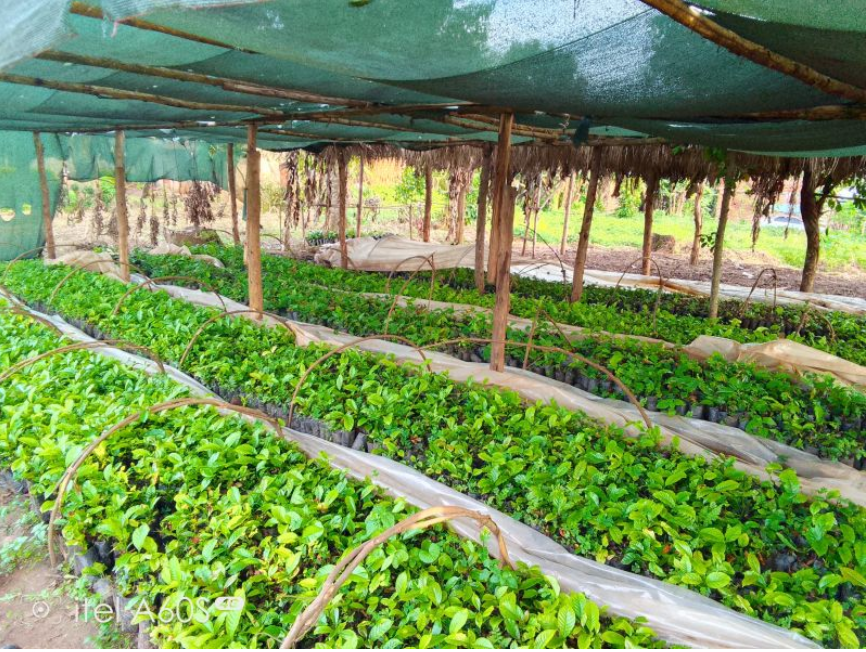 Bamunaanika Coffee Project nursery bed, progress in Uganda with Kimbowa Ivan