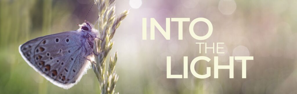 Into the Light, Heal Rewilding event, June 2025